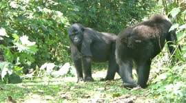 gorilas  de montaña en Uganda marchandose juntos por la selva