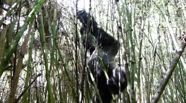 gorila de lomo plateado subiendo por unas cañas de bambu en ruwanda
