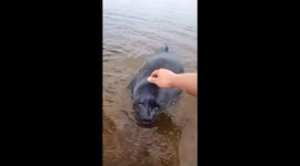 Adorable Russian seal enjoys stroke from passersby on shore of Lake Baikal
