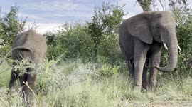 Join orphaned elephants Kumbura and Timisa in the bush where they now live with their new family