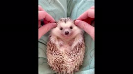 Hedgehog’s ear massage