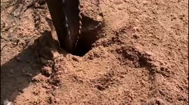 Clever rescue elephant, Lundi, finds water in the ground and enjoys a drink