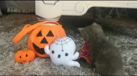Tiny foster kittens are very excited to play with their Halloween toys