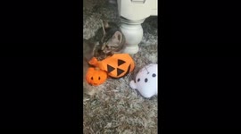 Adorable foster kittens in South Africa play with their special Halloween toys