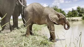 Orphaned elephant Khanyisa enjoys a drink of water and HERD founder Adine Roode drops her phone among the elephants