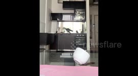 Raven Vasily helps his mistress in everyday life