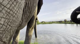 Join the Jabulani herd of rescued and orphaned elephants for a drink of water at the dam