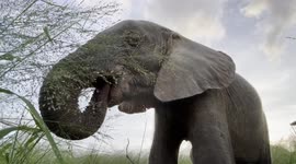 Orphaned albino elephant Khanyisa bonds with HERD founder Adine Roode at the nursery