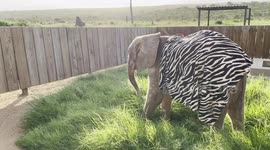 Morning time at the HERD orphanage with orphaned albino elephant Khanyisa and her companion sheep Nungu