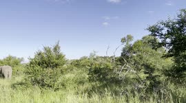 Peaceful moments in the African bush with the Jabulani herd of rescued and orphaned elephants