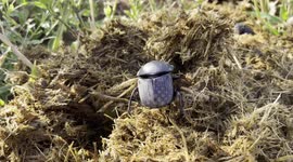 Dung beetles working hard on some of the Jabulani herd of elephants' dung