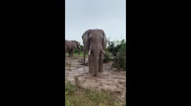 Elephant bull Somopane enjoys a mud bath in rainy weather in South Africa
