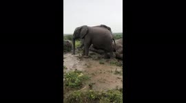 Watch as the Jabulani herd of rescued and orphaned elephants enjoy playing in the mud on a rainy day
