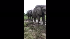 Watch as the Jabulani herd of rescued and orphaned elephants enjoy playing in the mud on a rainy day