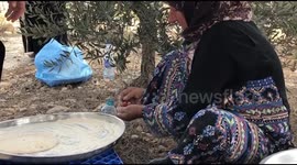 Palestinian activist volunteers pick olives next to the Israeli outpost of Evitar