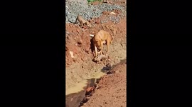 Mother dog drags her puppy by its tail out of storm drain in heroic rescue