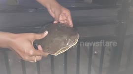 Tortoise  that walked into  human habitation was rescued and left in the nearby water body in South India