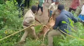 A herd of deers was rescued as they had fallen into an abandoned well in South India