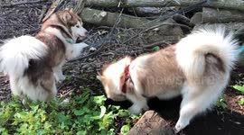 Our Alaskan Malamute dogs love digging big holes as their favourite passtime