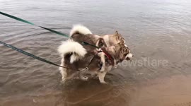 Thanksgiving Weekend in Canada was hot enough for our two Alaskan Malamutes Fish and Risee to take an Autumn dip in the lake