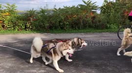 Alaskan malamutes worn out after their first training session ahead of sledding season