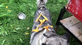 Alaskan Malamute Fish and Risee Mush Larose Thanksgiving Weekend Land Training