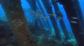 Yellow fishes and diver meet each other under the Salt Pier in Bonaire