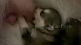 Alaskan Malamute mother serves as a milk bar for hungry offspring