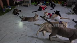 Kindhearted woman rescues and adopts more than 100 injured stray cats in Thailand