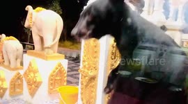 Hungry wild bear visits a Buddhist temple in Thailand