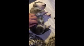 Alaskan Malamute 2 week old Pups passed out in a Milky Induced  Haze of pure happiness