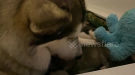 Alaskan Malamute Moxie Crew Puppies all girls at One Week Old