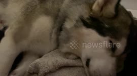 Our Alaskan Malamute Sojou nursing her week old pups is so heart warming