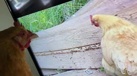 My pet chicken Buffy and I watched videos of Molly who passed away to ease the pain of her loss