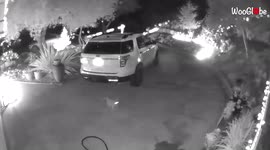 'Security camera footage shows 'Ghost Cat' rising from the ground'