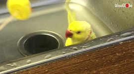'Cute parrot chats with his toy duck while taking a bath'