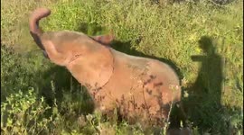 A cute stumble and lots of excitement for orphaned albino elephant Khanyisa at HERD