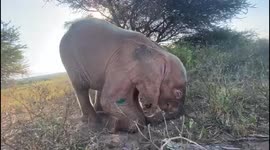 Watch this albino elephant calf learn how to give herself a dust bath