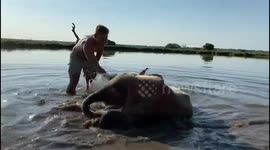 Adorable orphaned baby elephant enjoys first swim in local dam after rescue