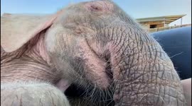 Albino elephant enjoys incredibly cute snuggle with her carer