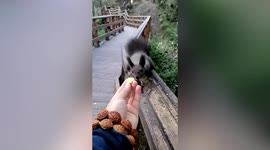 Squirrel bites man's walnut bracelet when he tries to feed it with popcorn