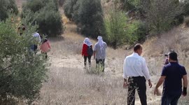 Palestinian volunteers pick olives near Otnael settlement