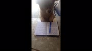 temp