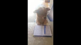 Clever Dog imitates man sitting and writing notes
