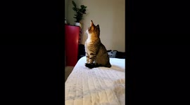 Kitten sits on bed and watches out window at birds