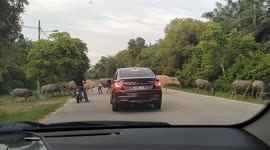 A herd of buffalos walking on the road in Malaysia