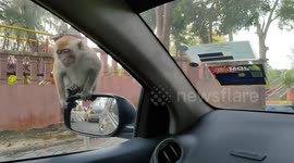 Family off to children playground but their car surrounded by lot of monkeys