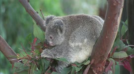 Naming A Koala Joey Can Be Quite the Process