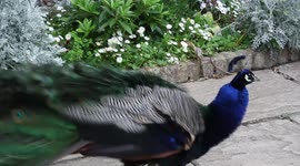Beautiful peacock is flying on the wall in Holland Park, London, UK