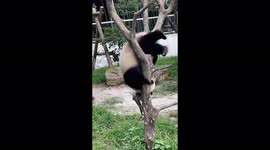 Silly bear: Funny panda does acrobatics in Chinese zoo